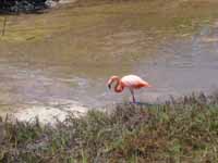 Galapagos flamingo